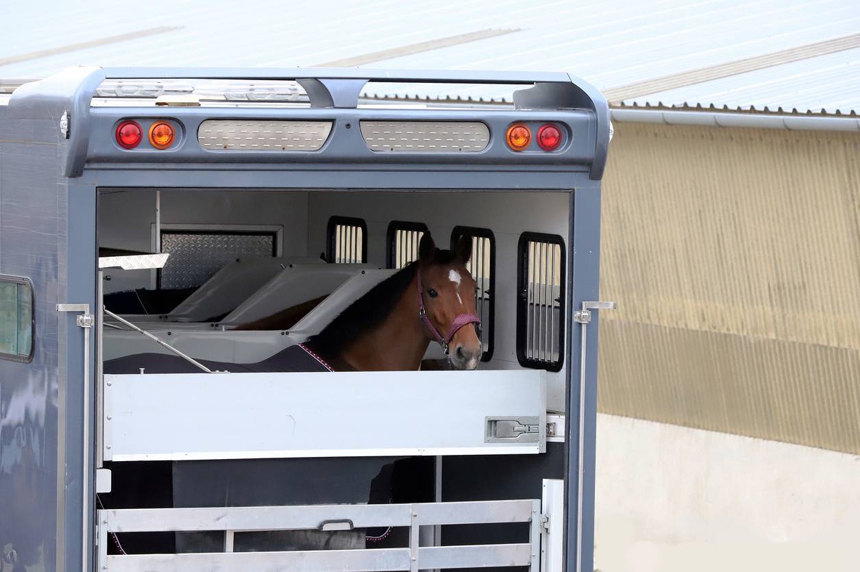 Transport d'un cheval, tenture de porte
