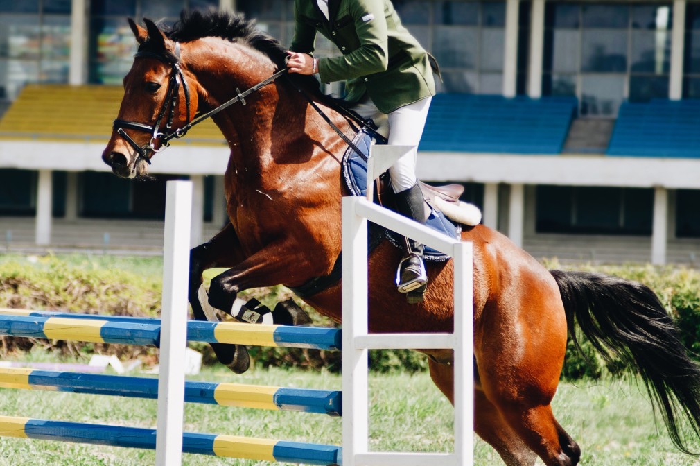 équipement de l’équitation