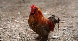 faire taire un coq