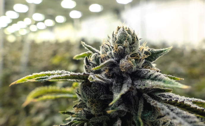 fleurs de cbd