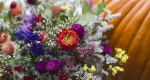 fleurs séchées