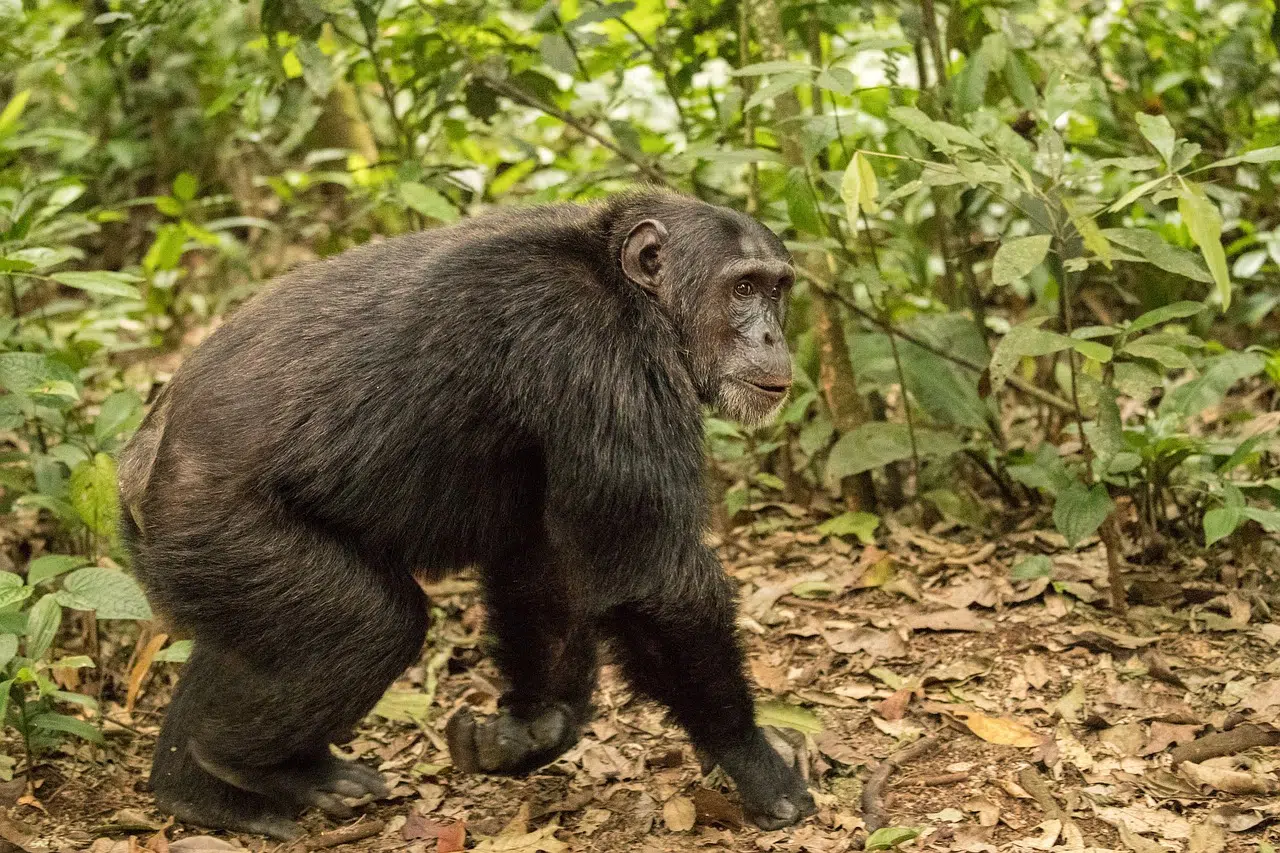 forêt de Kibale