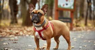 dogue français