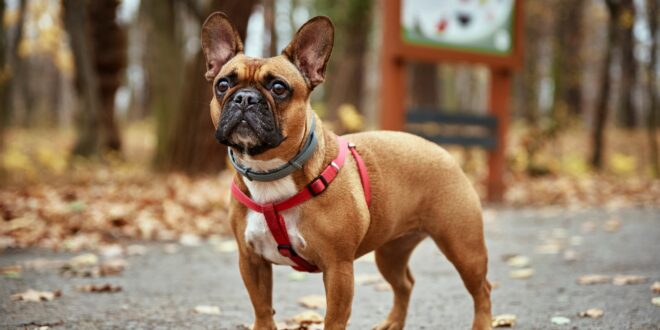 dogue français