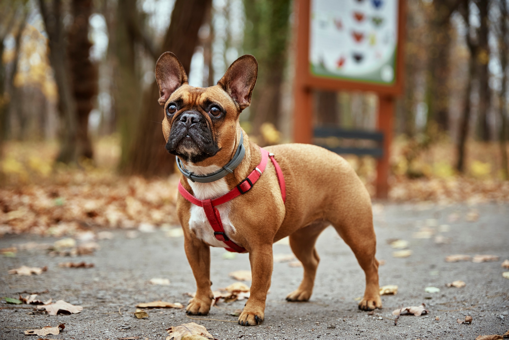 dogue français