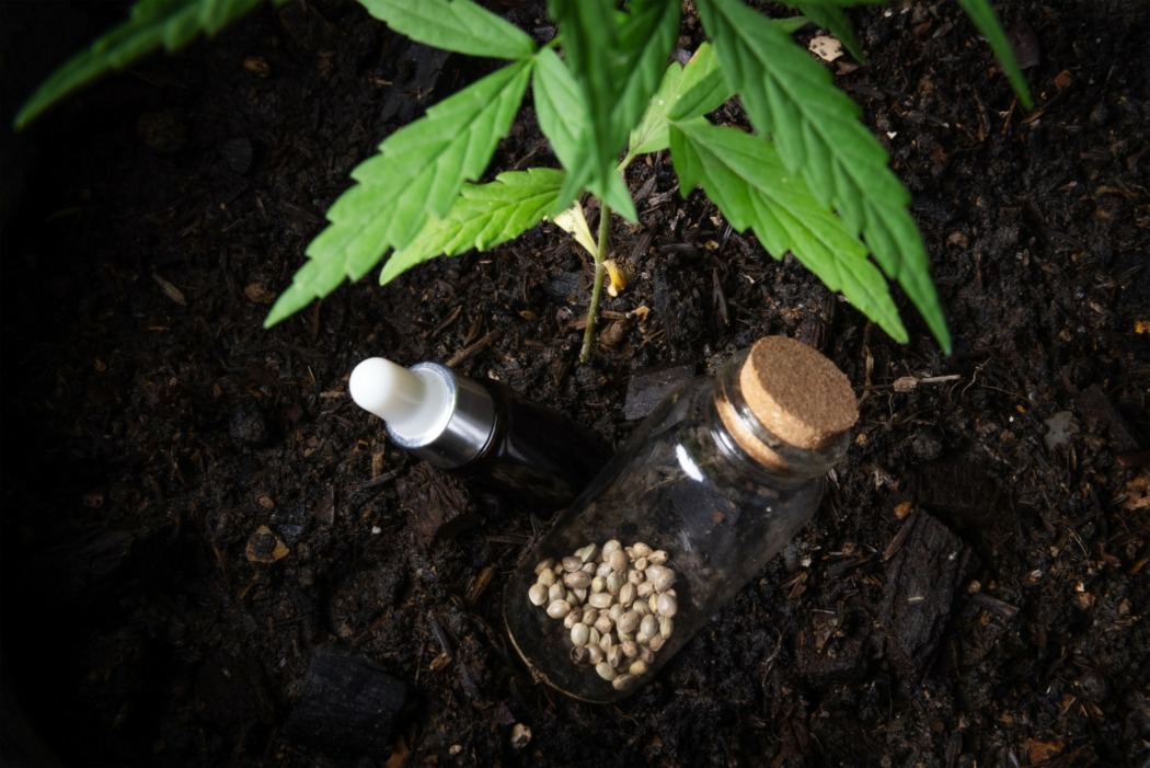 C'est quoi une graine de cannabis à autofloraison