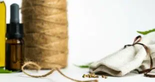 graines cannabis féminisées