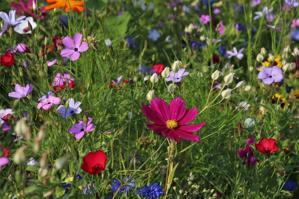 guêpes de jardin