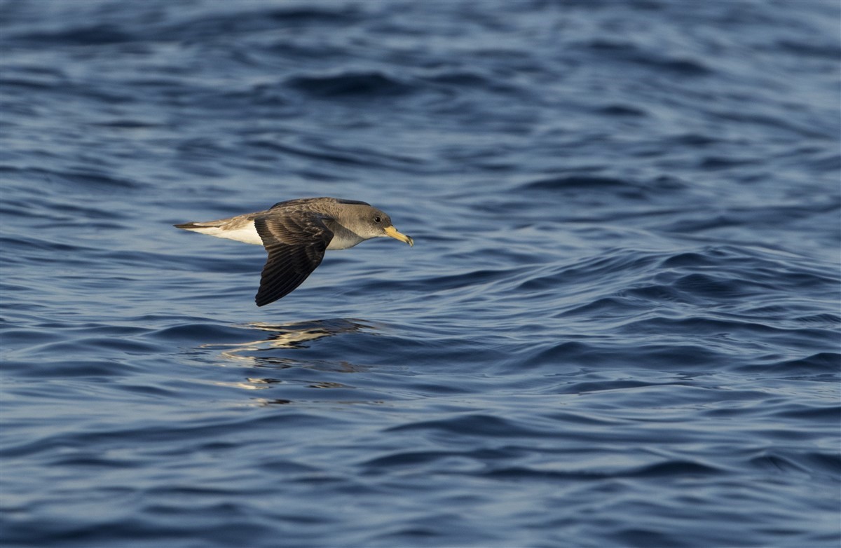 Identification et habitat spécifique du puffin des Baléares