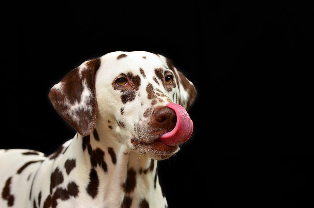 harnais pour chien