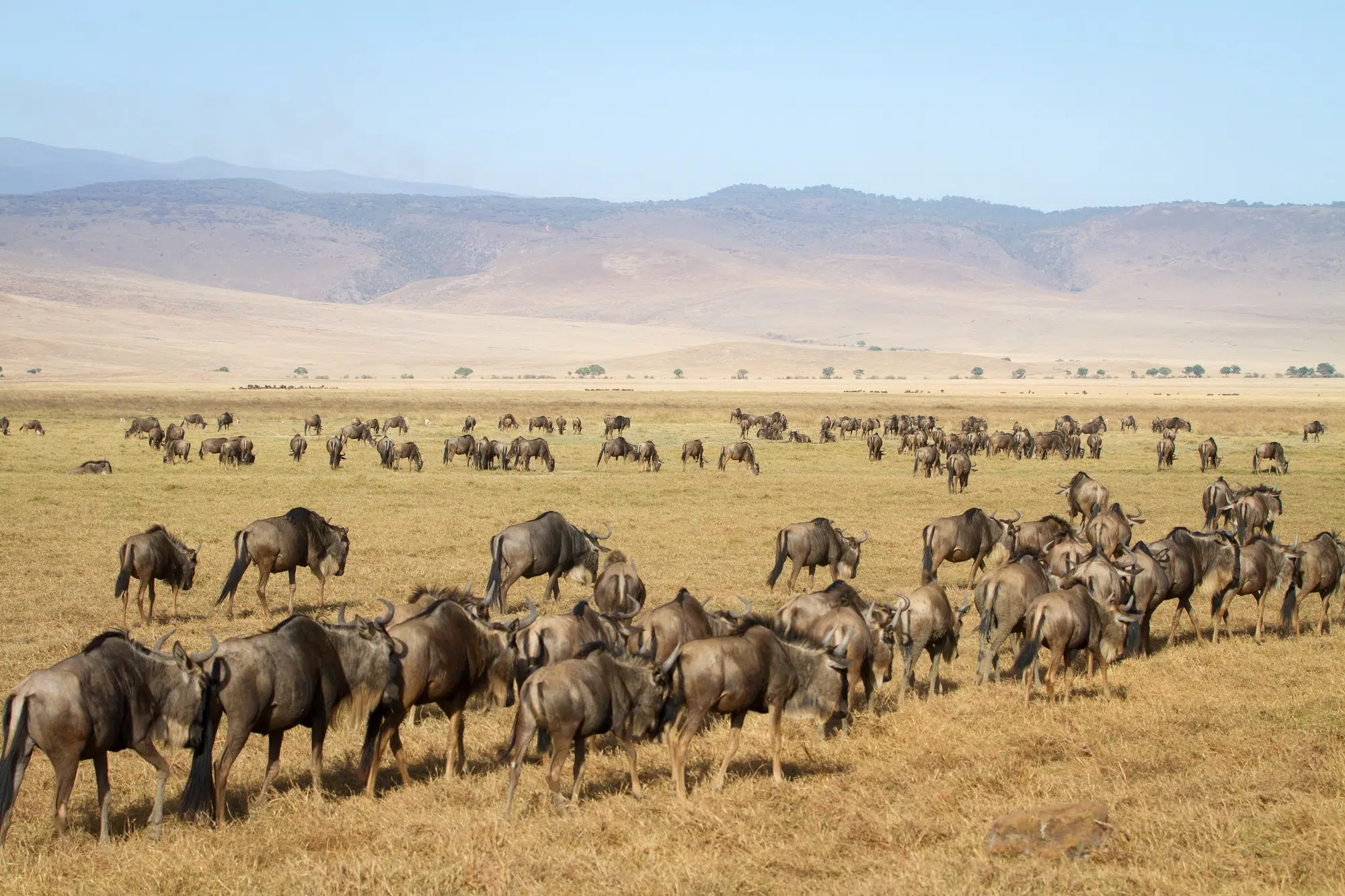 Tanzanie