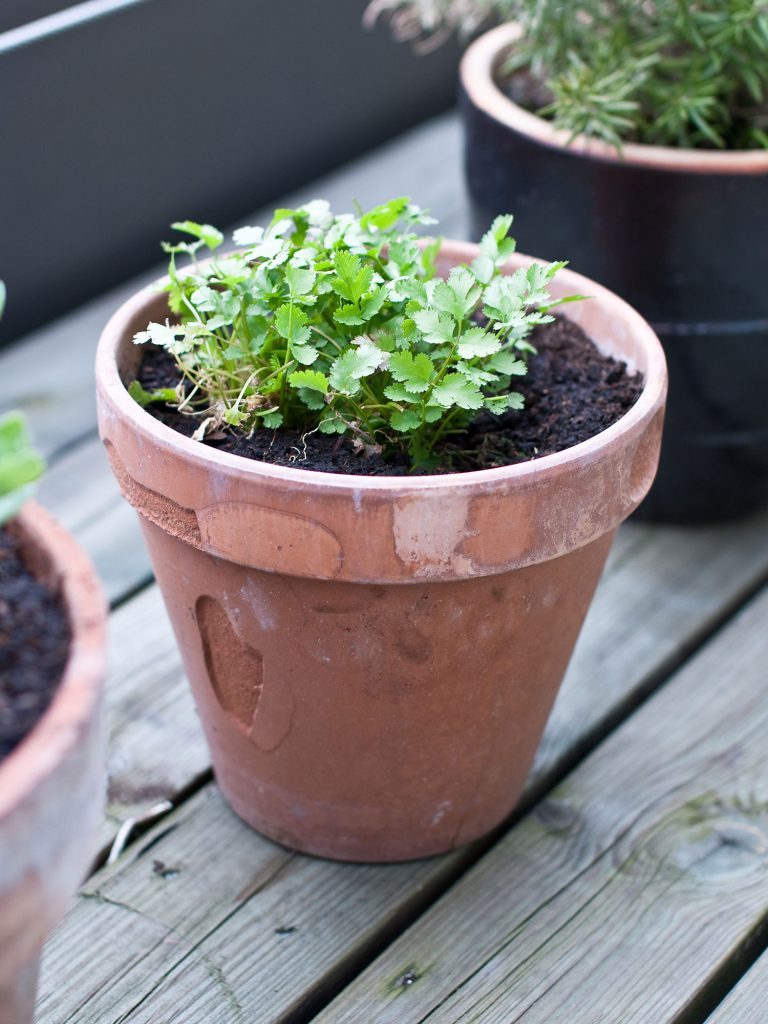 herbes faciles et indispensables à cultiver à la maison