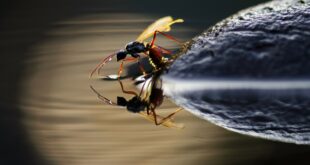 insecte atypique