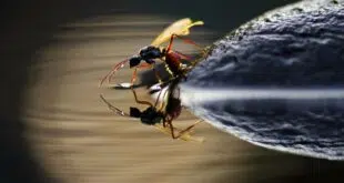 insecte atypique