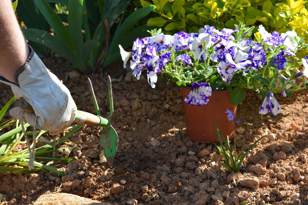 jardin coloré