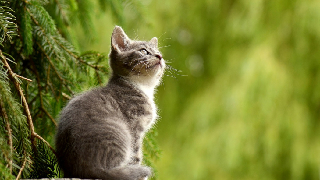 spiruline chat