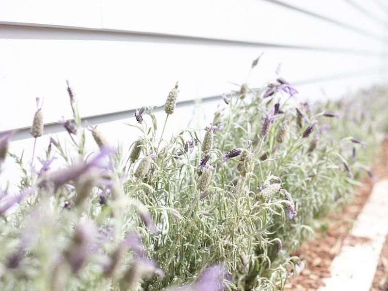 herbes faciles et indispensables à cultiver à la maison