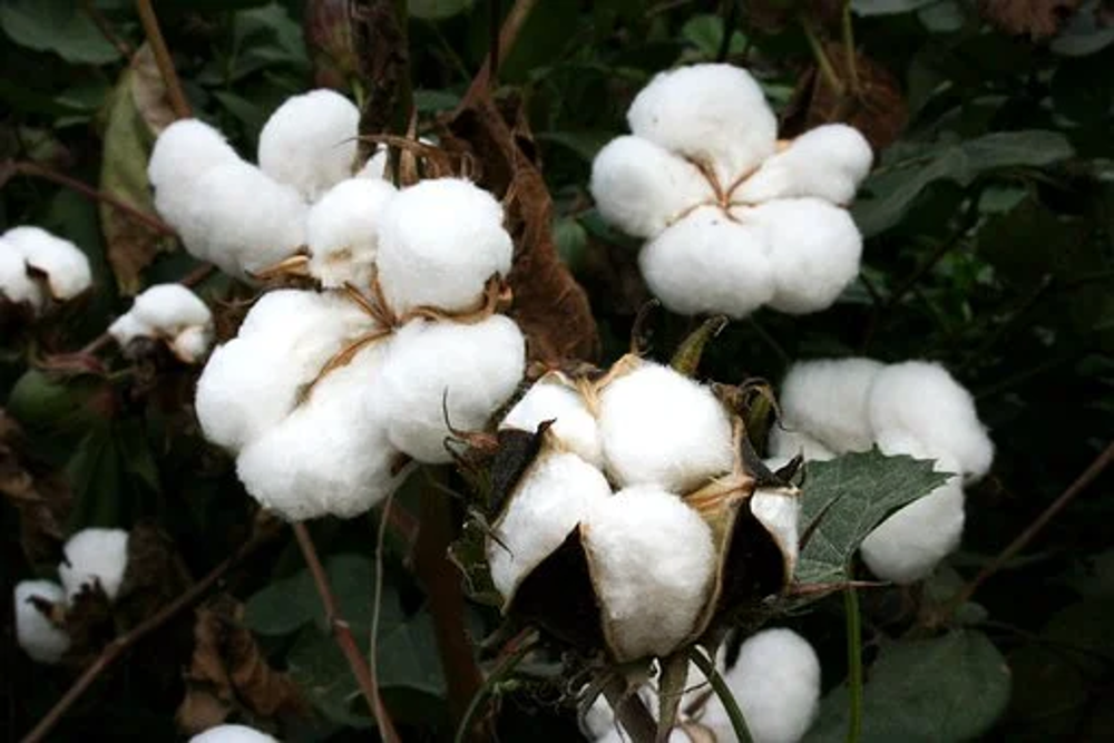 le coton réutilisable