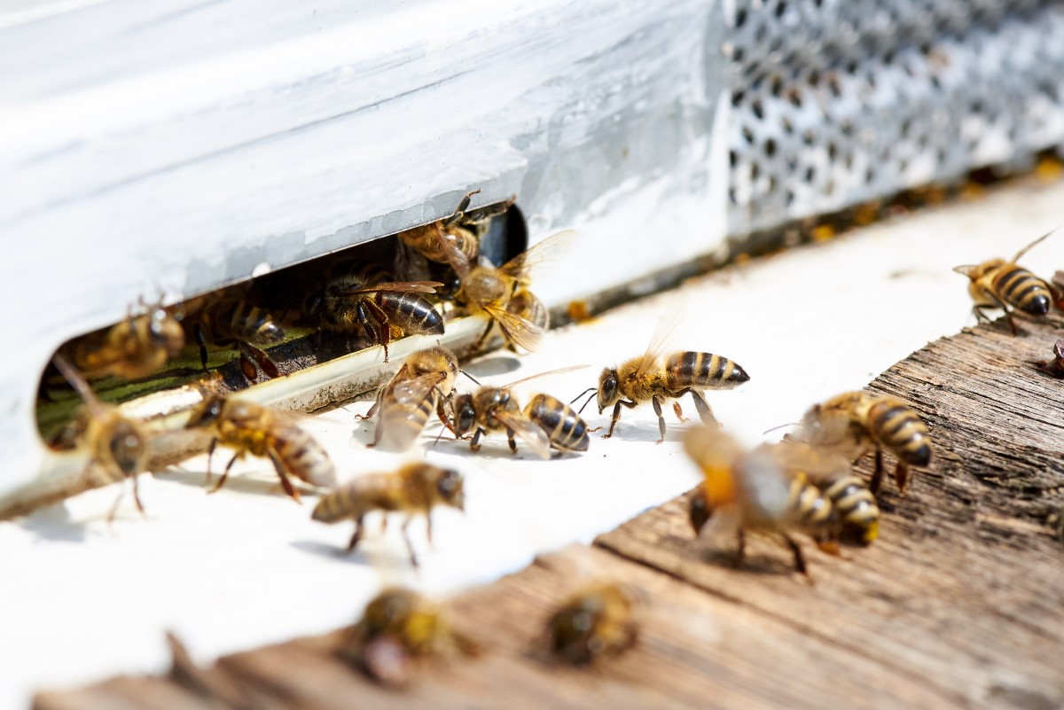longévité des abeilles ouvrières