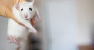 man holding cute rat in hands