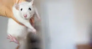 man holding cute rat in hands