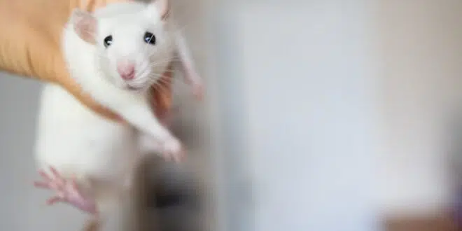 man holding cute rat in hands