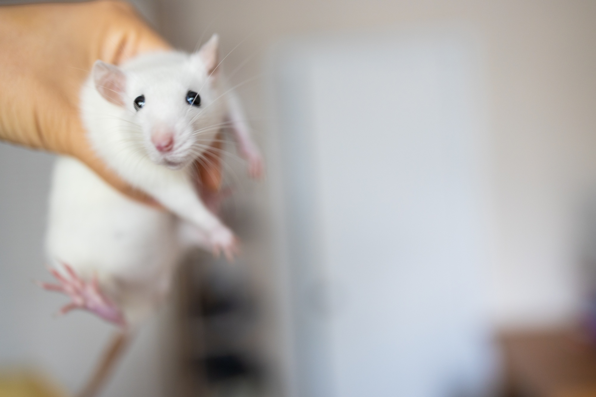 man holding cute rat in hands