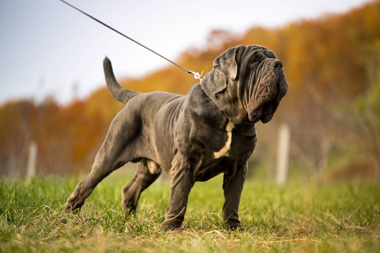 conditiosn adoption mastiff