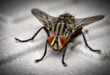 mouche été