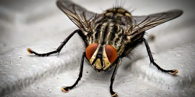 mouche été