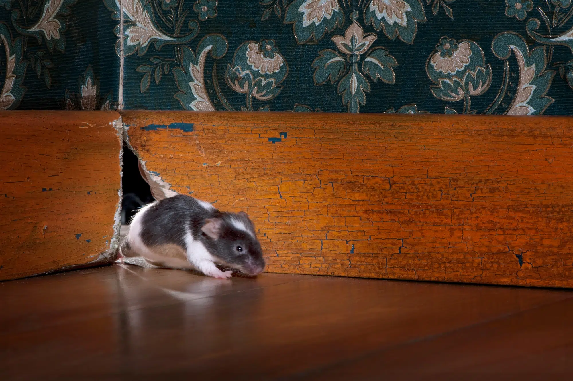 mouse getting out ot her hole in a luxury old-fashioned roon