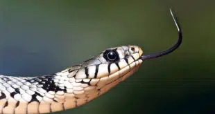 nac serpent