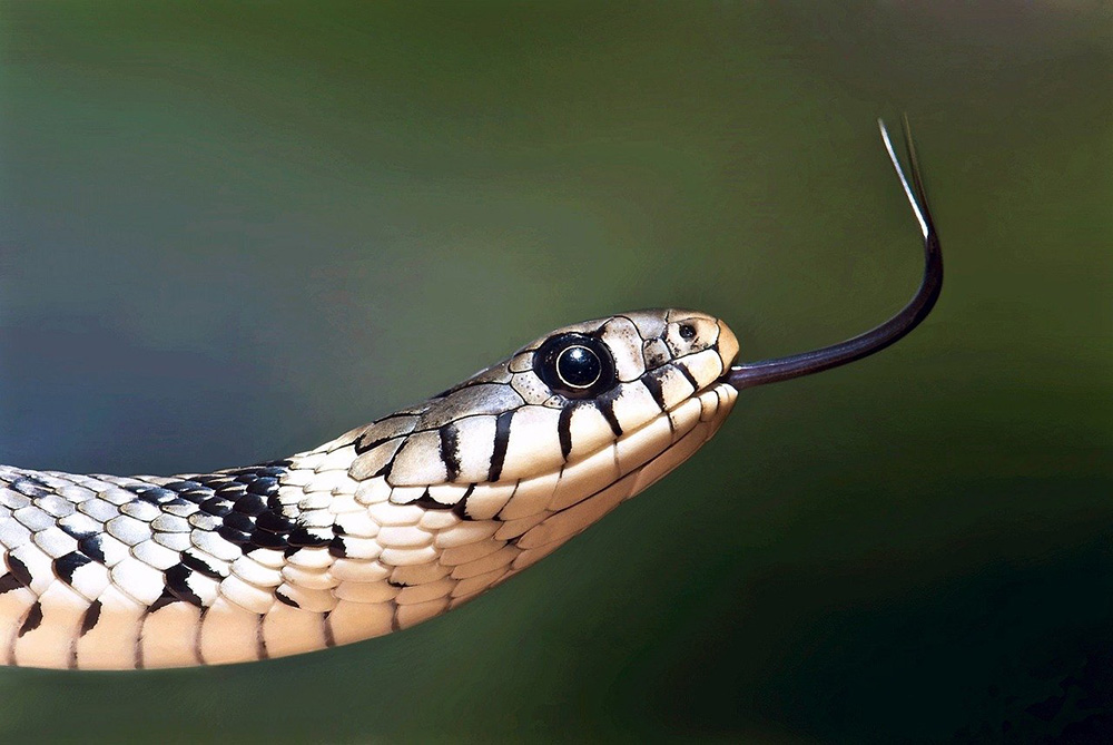 nac serpent
