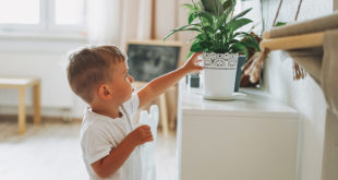 nature en intérieur