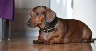Nice dachshund dog - short haired dachshund