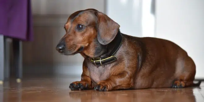 Nice dachshund dog - short haired dachshund