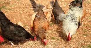 noms pour vos poules et coqs domestiques