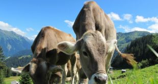 nourrir les bovins