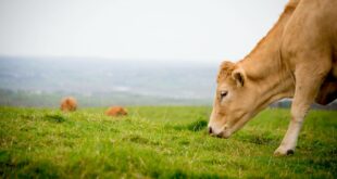 spécialistes en engraissement des bovins