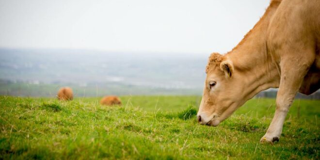 spécialistes en engraissement des bovins