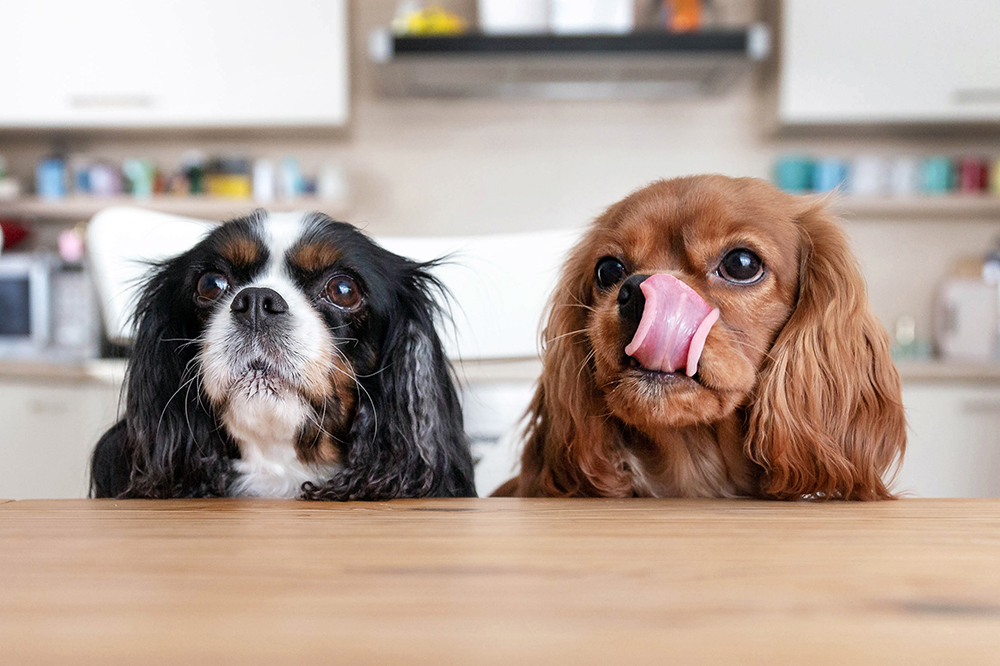 nourriture alternative pour chien
