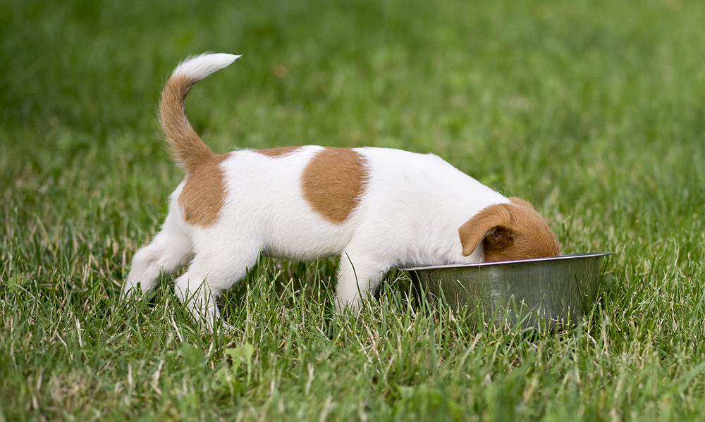nourriture durable pour chien