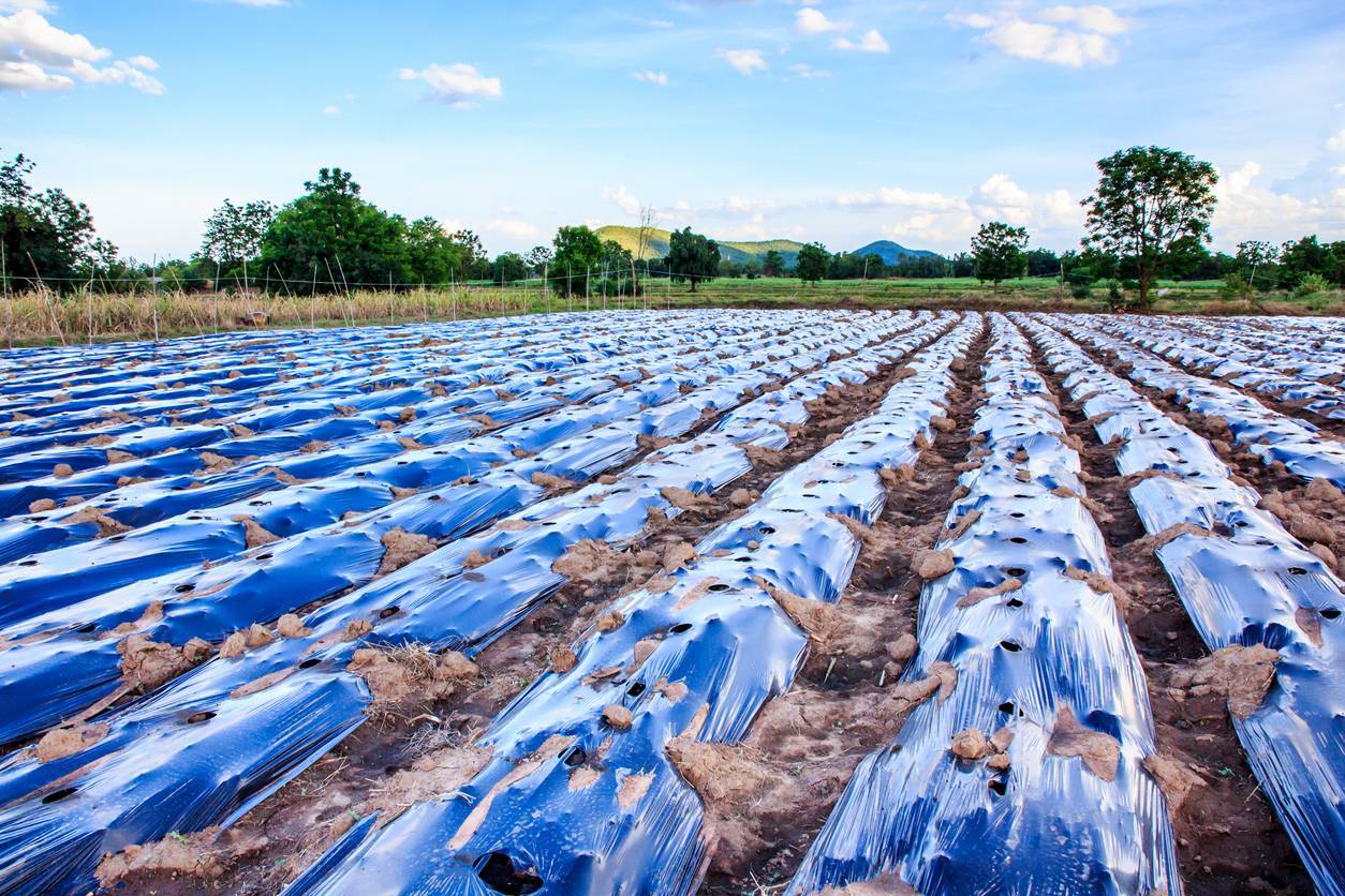 bâche agricole