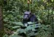 pister les chimpanzés