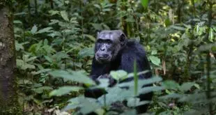 pister les chimpanzés