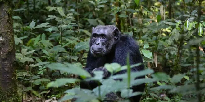 pister les chimpanzés