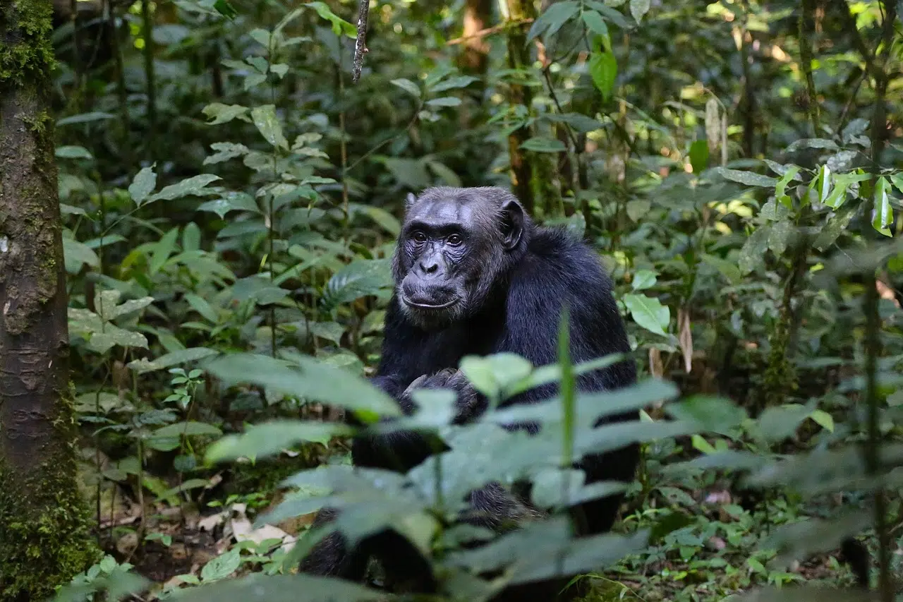 pister les chimpanzés