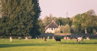 plante fourragère agriculteur