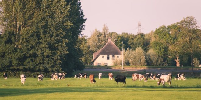 plante fourragère agriculteur