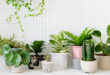 plantes artificielles
